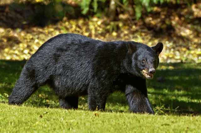 Welche Tiere leben in Kanadas borealem Wald?