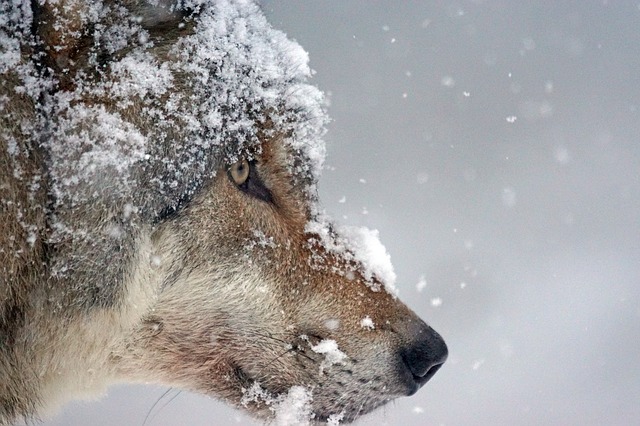 wolfs