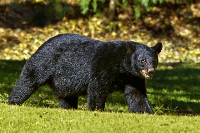 black_bear