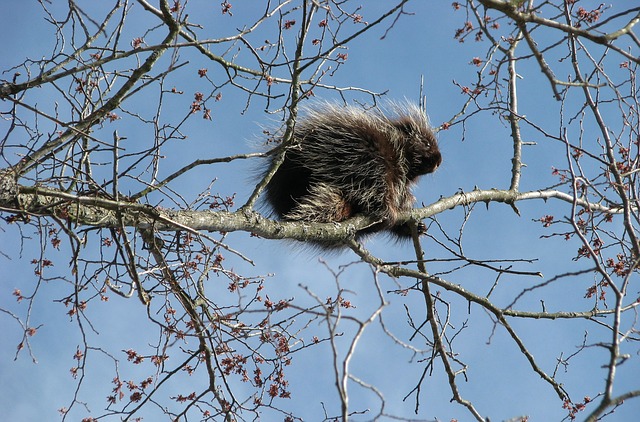 canada_porcupine