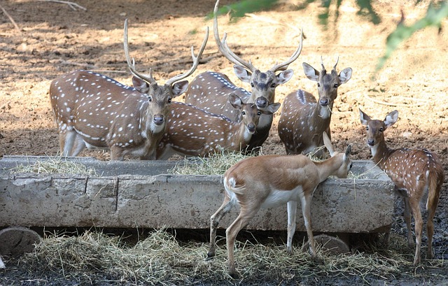 deers_family