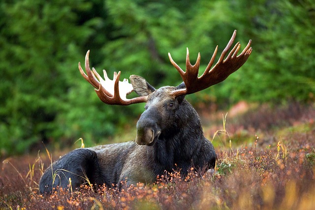 What animals live in Canada's boreal forest?