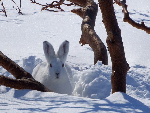 snowshoe_hare