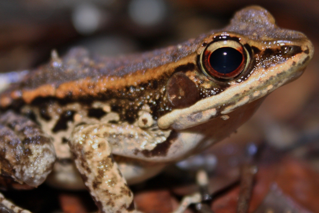 wood_frog